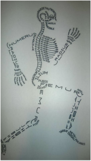 Skeleton and bone names